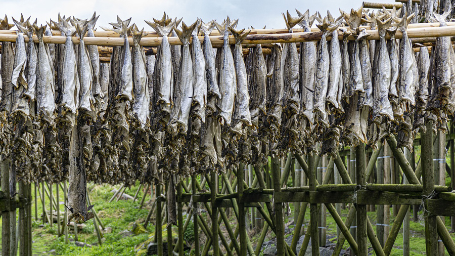 Secado tradicional de pescado en Noruega