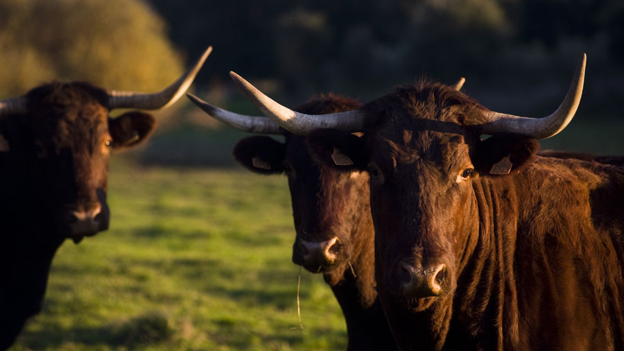 carne de raza retinto comprar ibiza